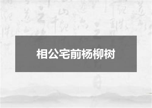 相公宅前杨柳树