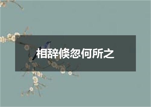 相辞倏忽何所之