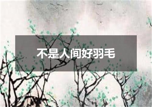 不是人间好羽毛
