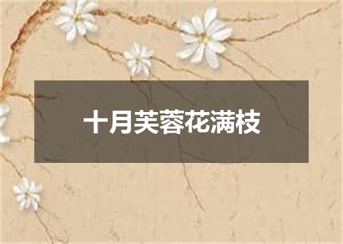 十月芙蓉花满枝