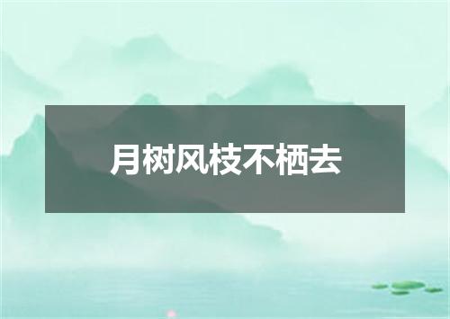 月树风枝不栖去