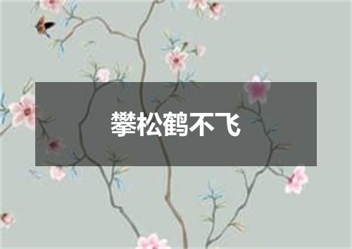 攀松鹤不飞