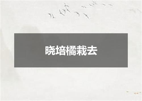 晓培橘栽去