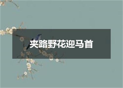 夹路野花迎马首