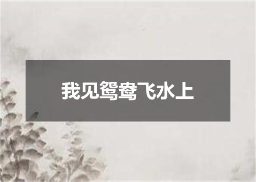 我见鸳鸯飞水上