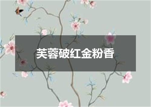 芙蓉破红金粉香
