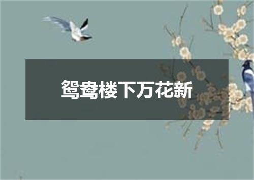 鸳鸯楼下万花新