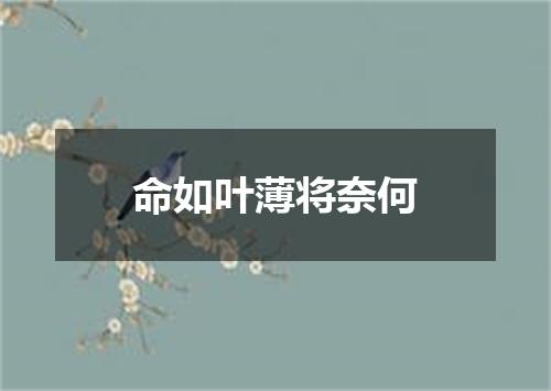 命如叶薄将奈何