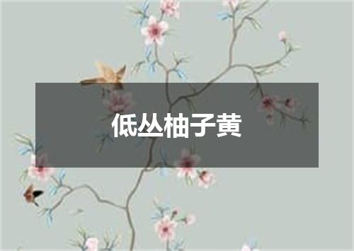 低丛柚子黄