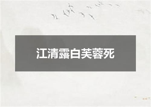 江清露白芙蓉死