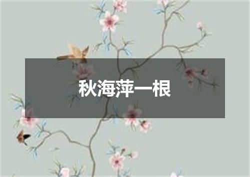 秋海萍一根
