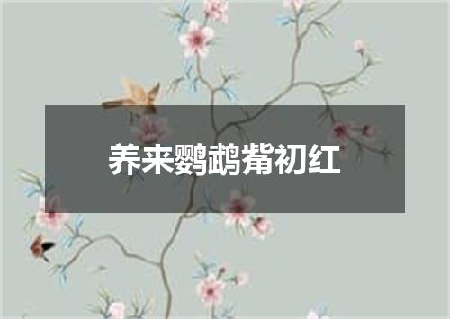 养来鹦鹉觜初红