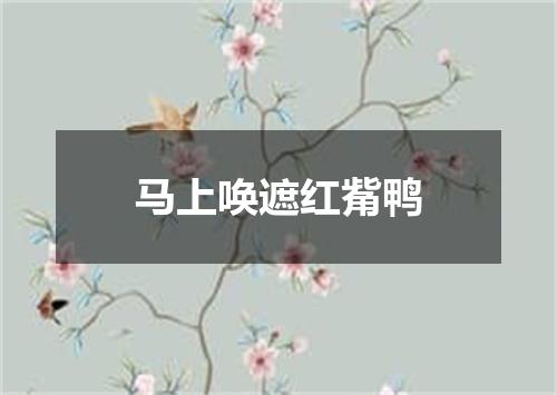马上唤遮红觜鸭