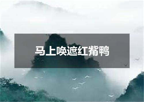 马上唤遮红觜鸭