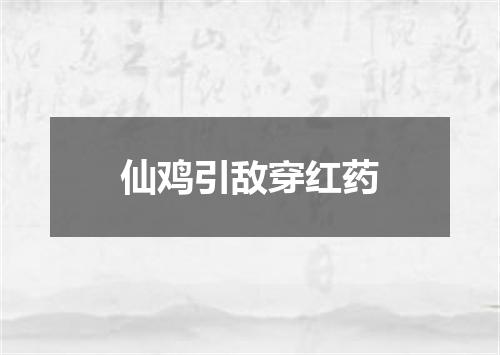 仙鸡引敌穿红药