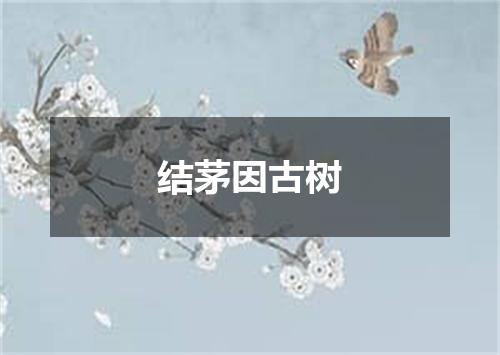 结茅因古树