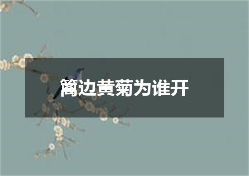 篱边黄菊为谁开