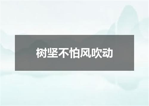 树坚不怕风吹动
