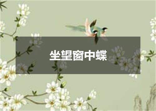 坐望窗中蝶