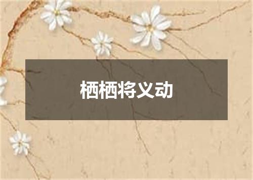 栖栖将义动