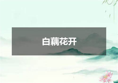 白藕花开