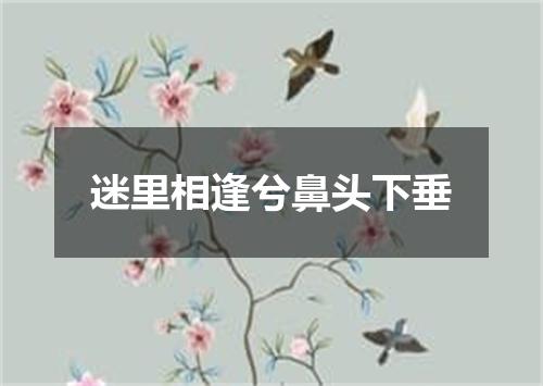 迷里相逢兮鼻头下垂