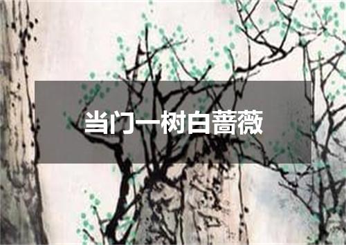 当门一树白蔷薇