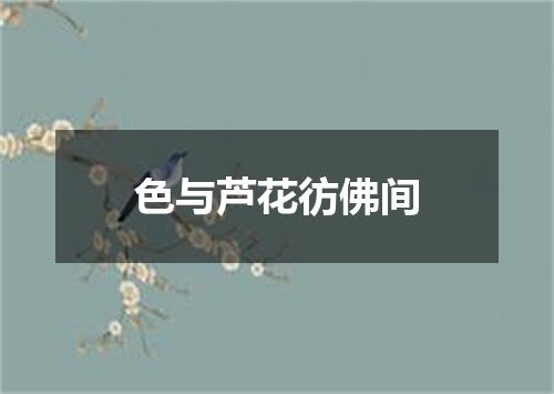 色与芦花彷佛间