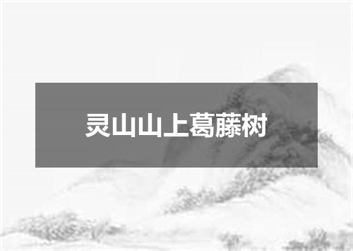 灵山山上葛藤树