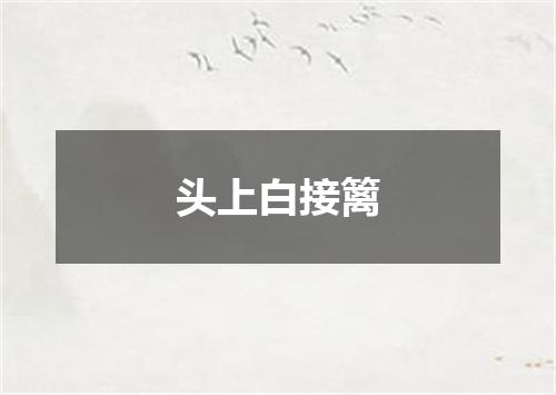 头上白接篱