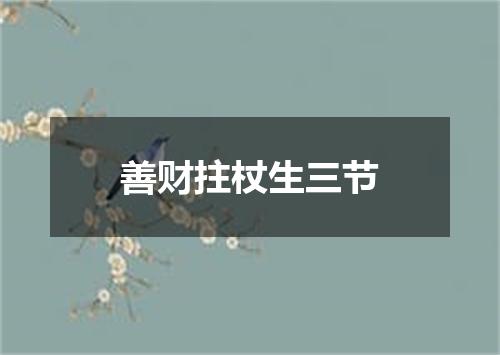 善财拄杖生三节