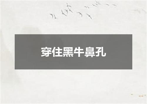 穿住黑牛鼻孔