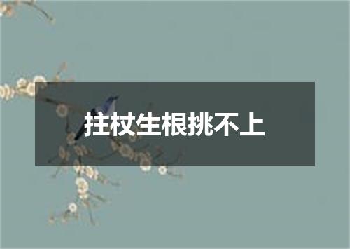 拄杖生根挑不上