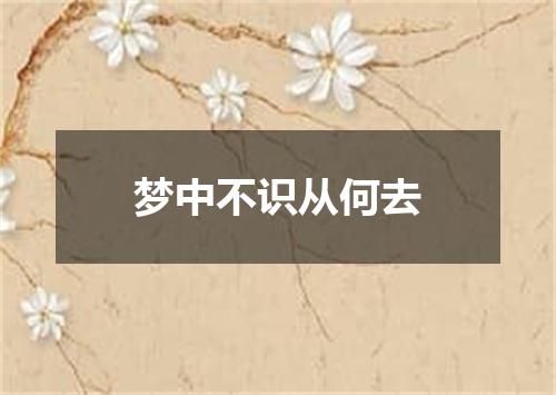 梦中不识从何去