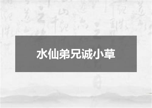 水仙弟兄诚小草