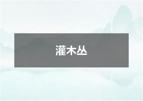 灌木丛