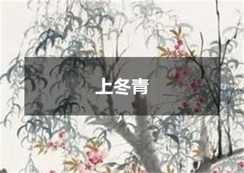 上冬青