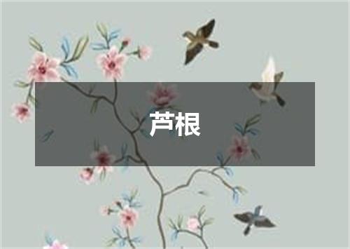 芦根
