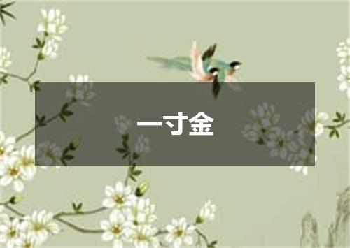 一寸金