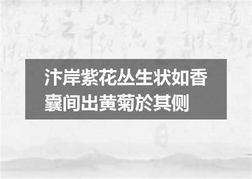 汴岸紫花丛生状如香囊间出黄菊於其侧