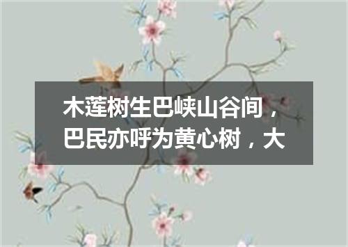 木莲树生巴峡山谷间，巴民亦呼为黄心树，大