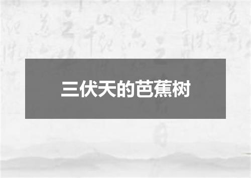 三伏天的芭蕉树