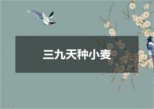三九天种小麦
