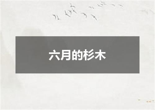 六月的杉木