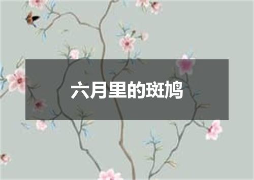 六月里的斑鸠