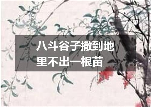 八斗谷子撒到地里不出一根苗