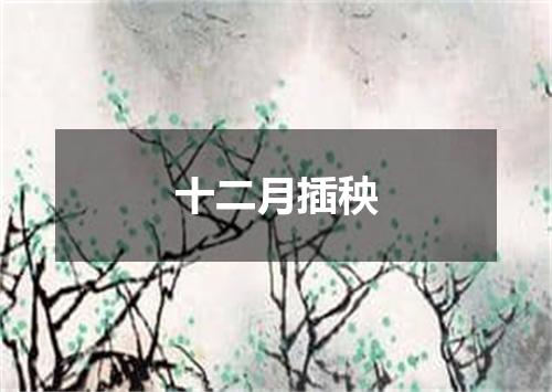 十二月插秧