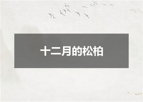 十二月的松柏