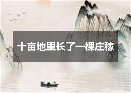 十亩地里长了一棵庄稼