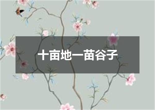 十亩地一苗谷子